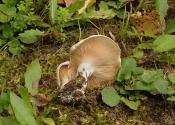 Mehl-Räsling (Clitopilus prunulus) - © Michaela und Gernot Friebes